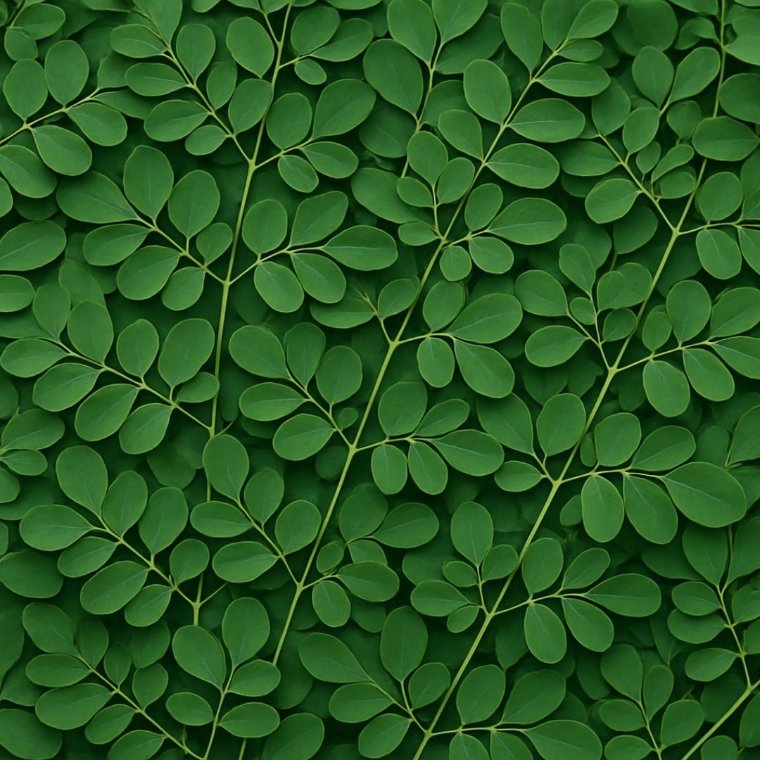 Does Moringa Help with Smoking? - SL Naturals
