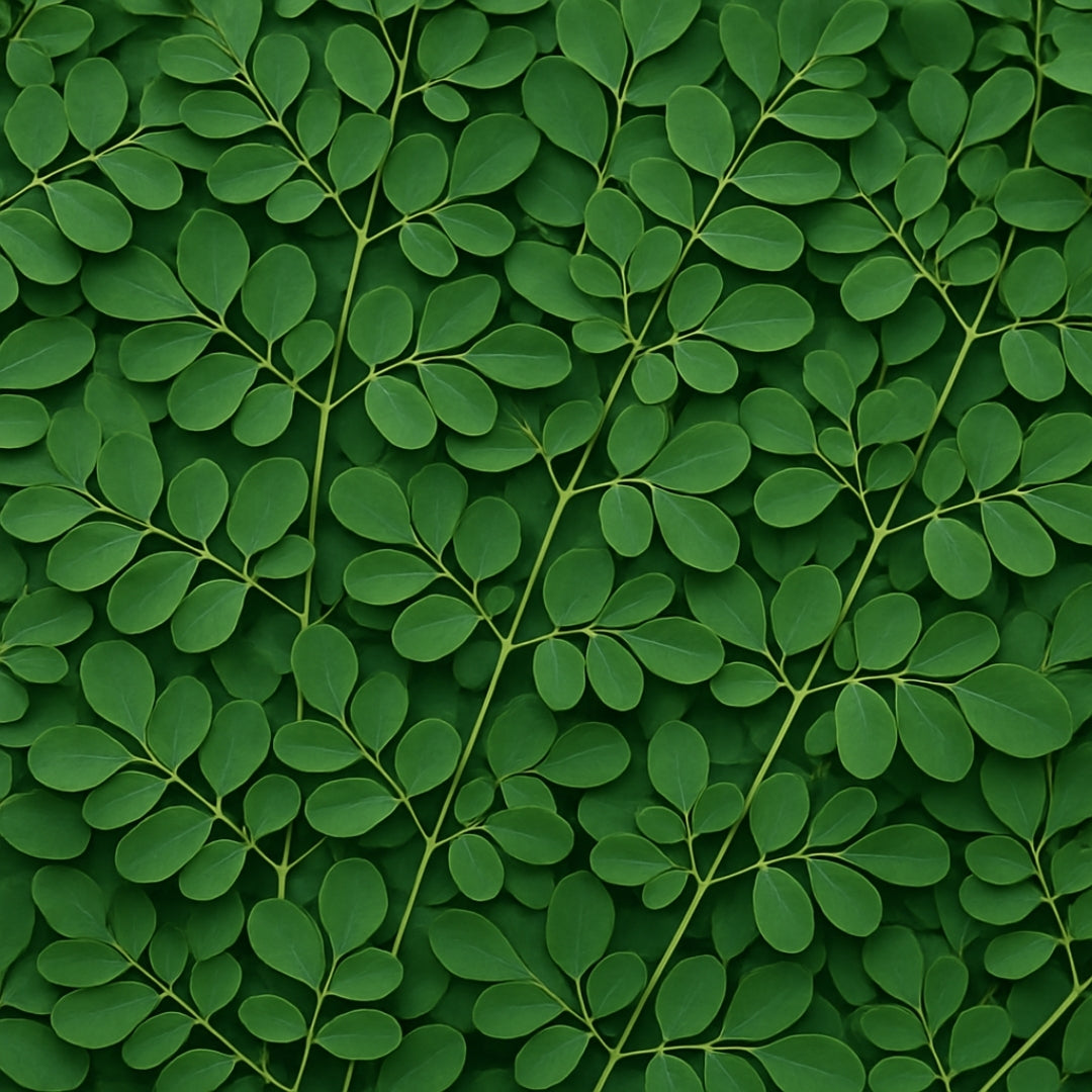 Does Moringa Help with Smoking?